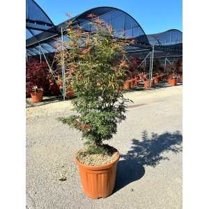 Javor dlaňolistý (Acer palmatum) ´JERRE SCHWARTZ´ - výška 150 cm +, kont. C25L